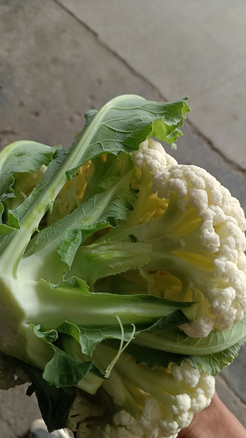 有机菜花大量上市