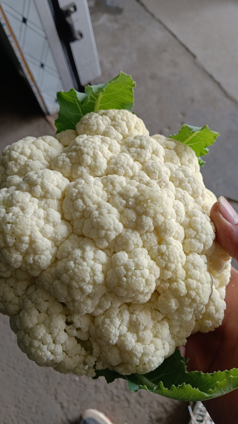 有机菜花大量上市
