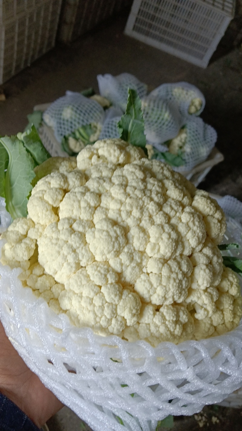 有机菜花大量上市