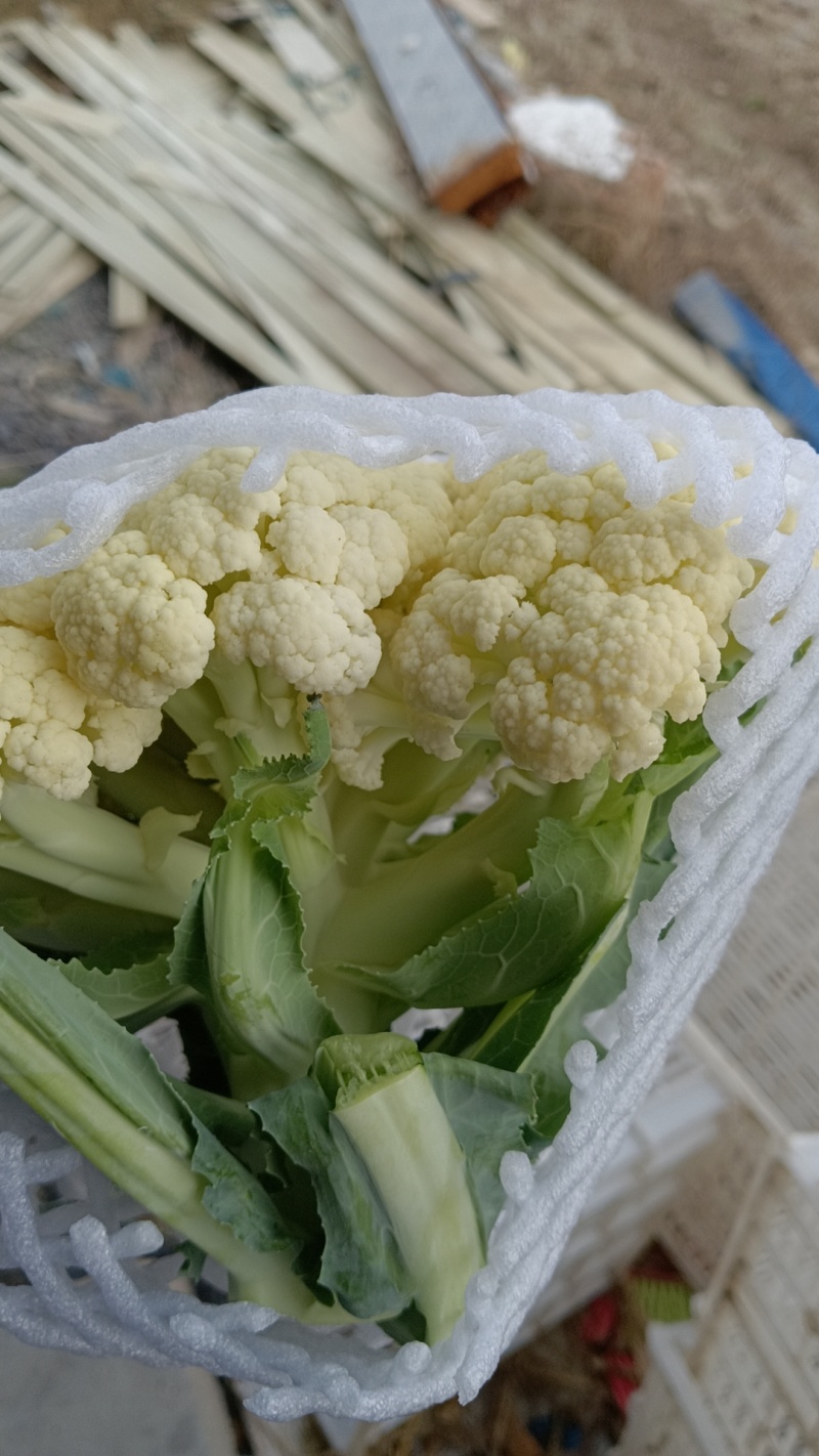 有机菜花大量上市