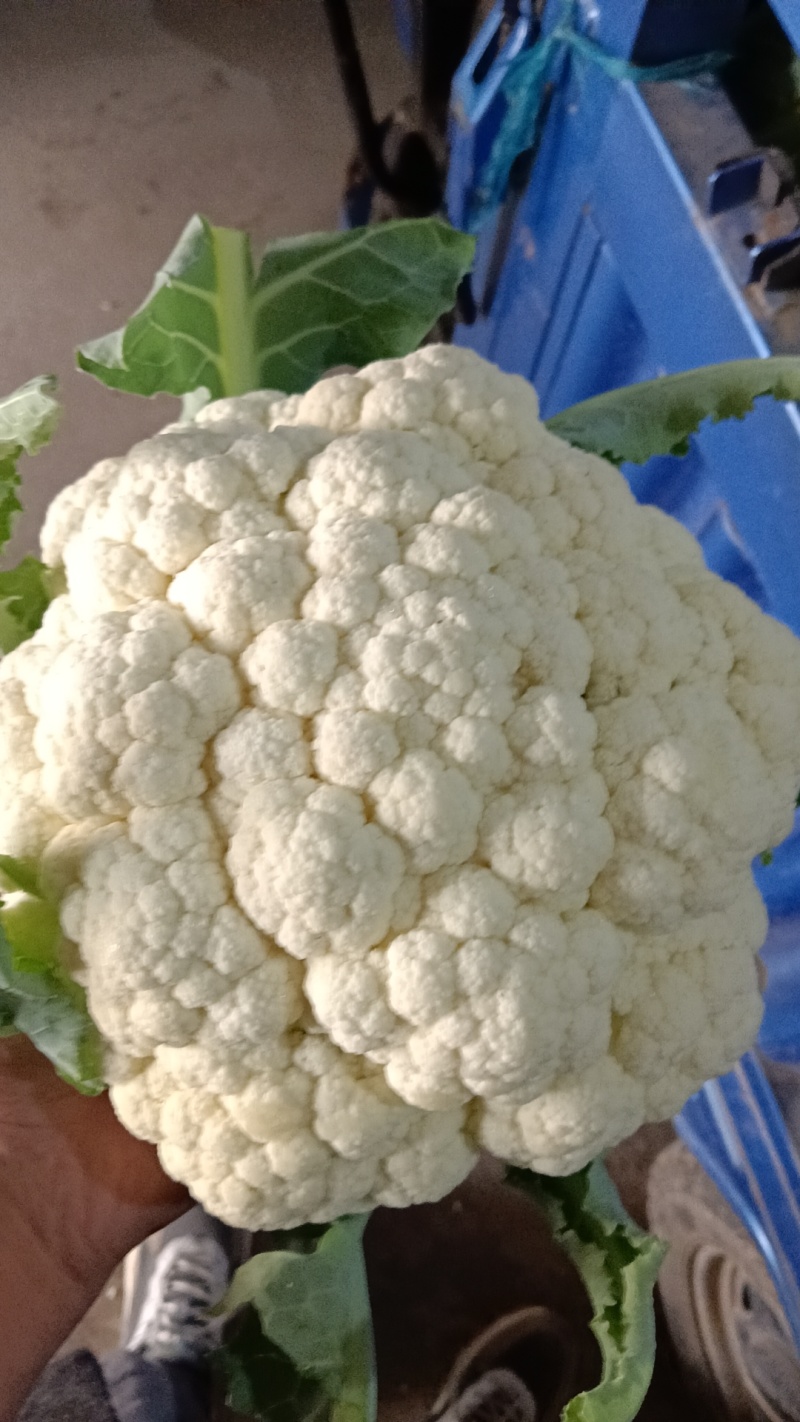 有机菜花大量上市