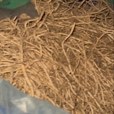 鱼腥草