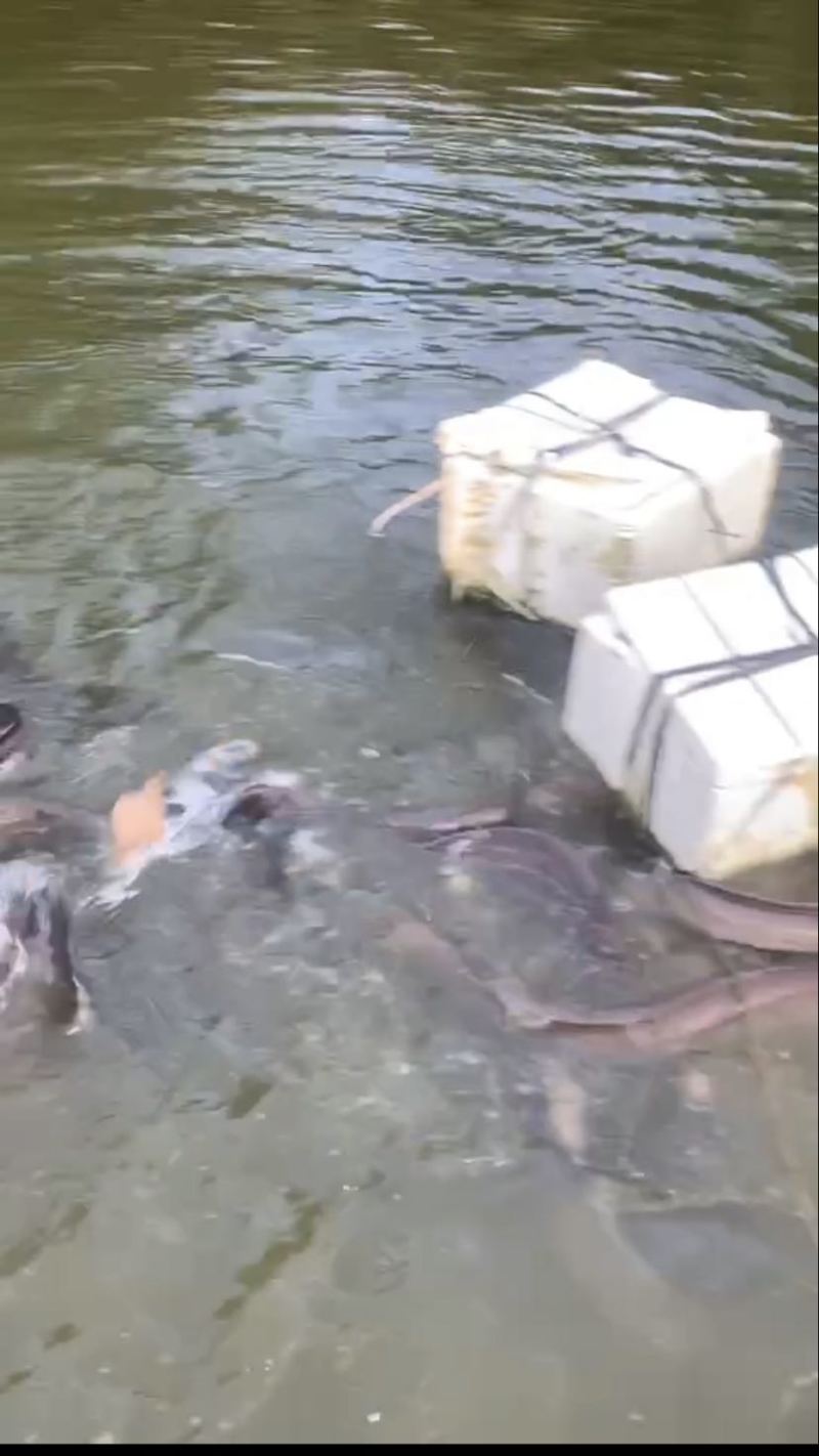 海南岛山水养殖河鳗