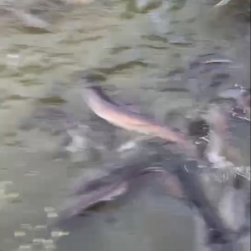 海南岛山水养殖河鳗