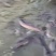 海南岛山水养殖河鳗