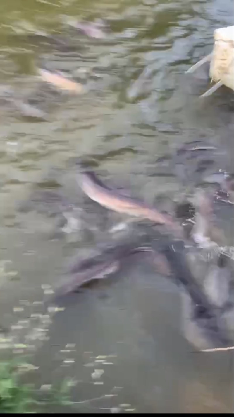 海南岛山水养殖河鳗