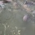 海南岛山水养殖河鳗