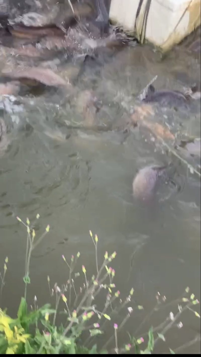 海南岛山水养殖河鳗
