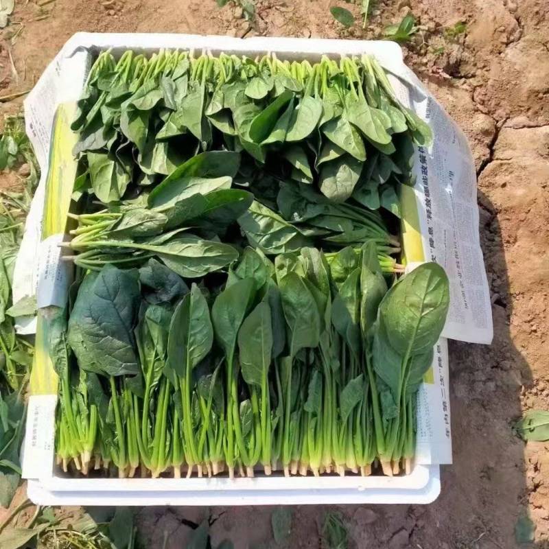内蒙小叶菠菜/大小叶各种规格都有，产地大量上货