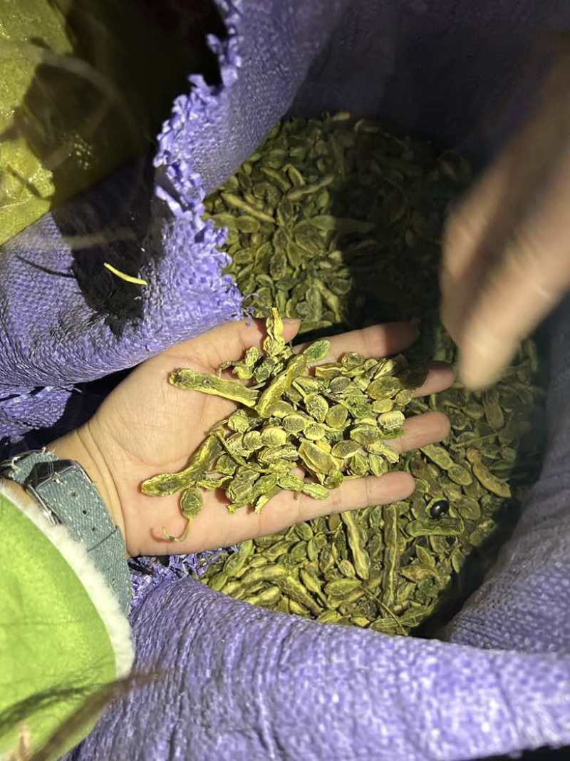 买槐角