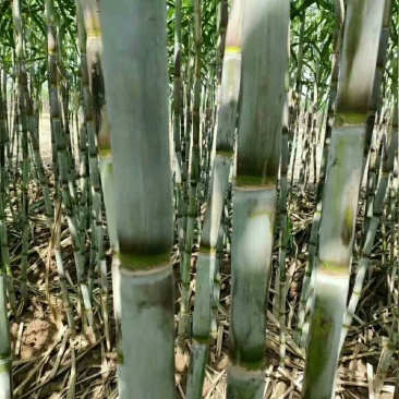 青皮甘蔗大量有货大量出需要囤货的老板赶紧了