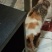 猫咪