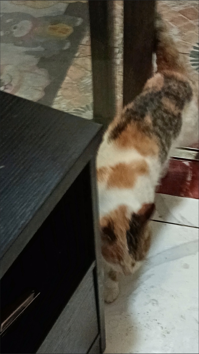 猫咪