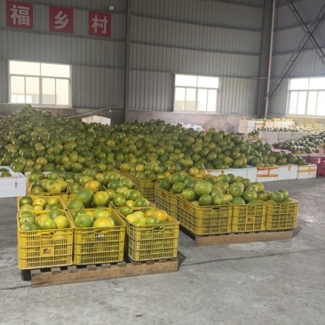 翡翠青柚