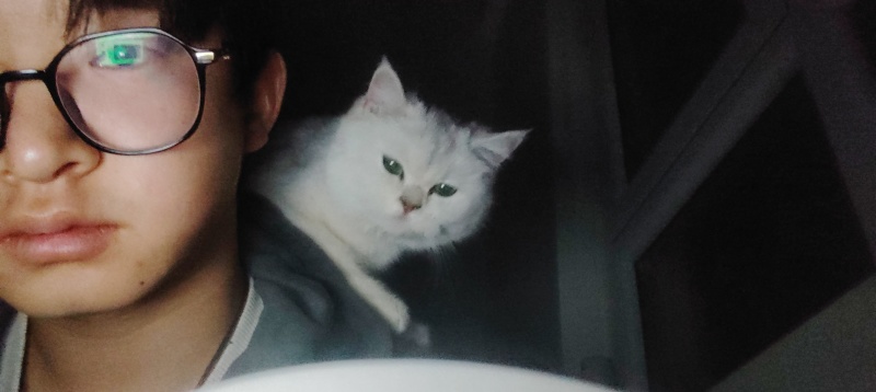 宠物猫