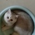 宠物猫