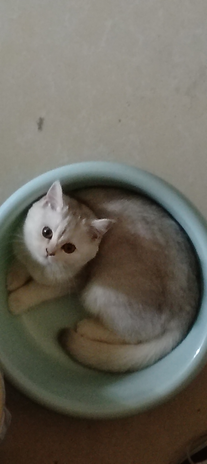宠物猫