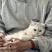 宠物猫