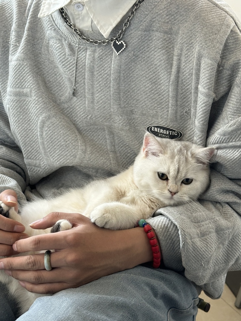 宠物猫