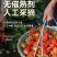 丹东草莓