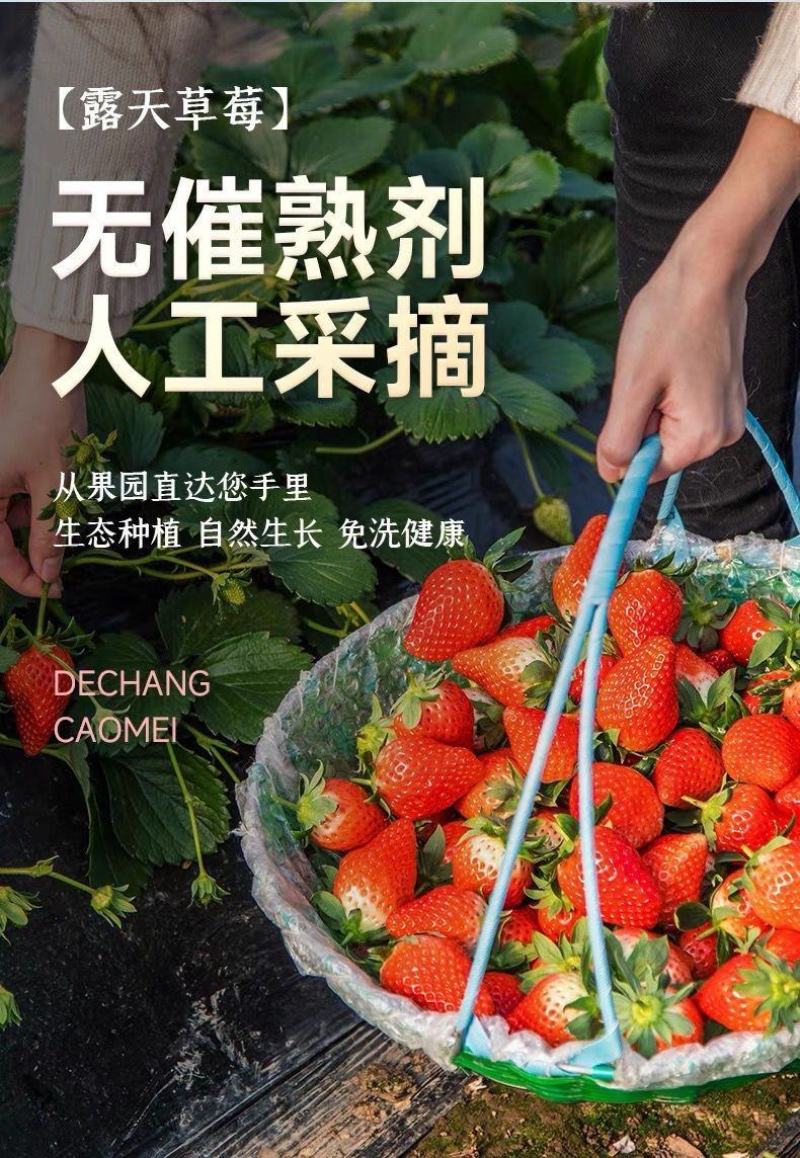 丹东草莓