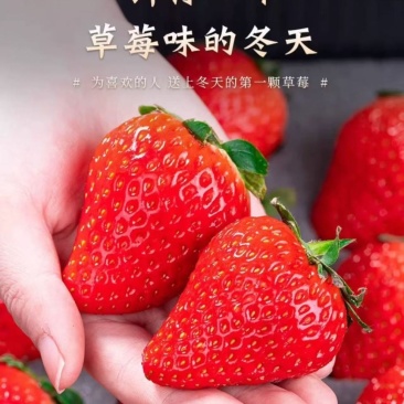丹东草莓