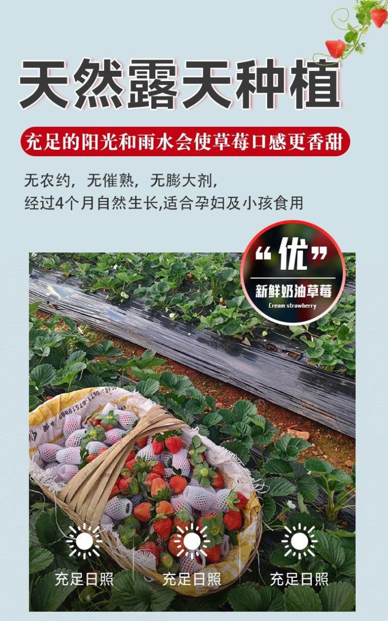 丹东草莓