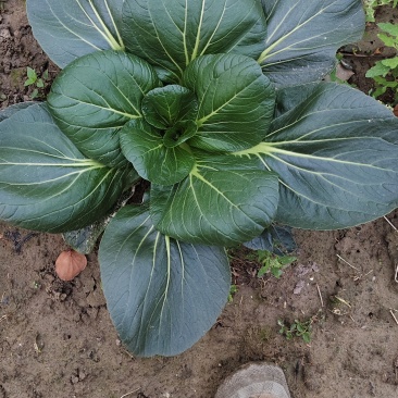 如皋正宗霜冻黑塌菜