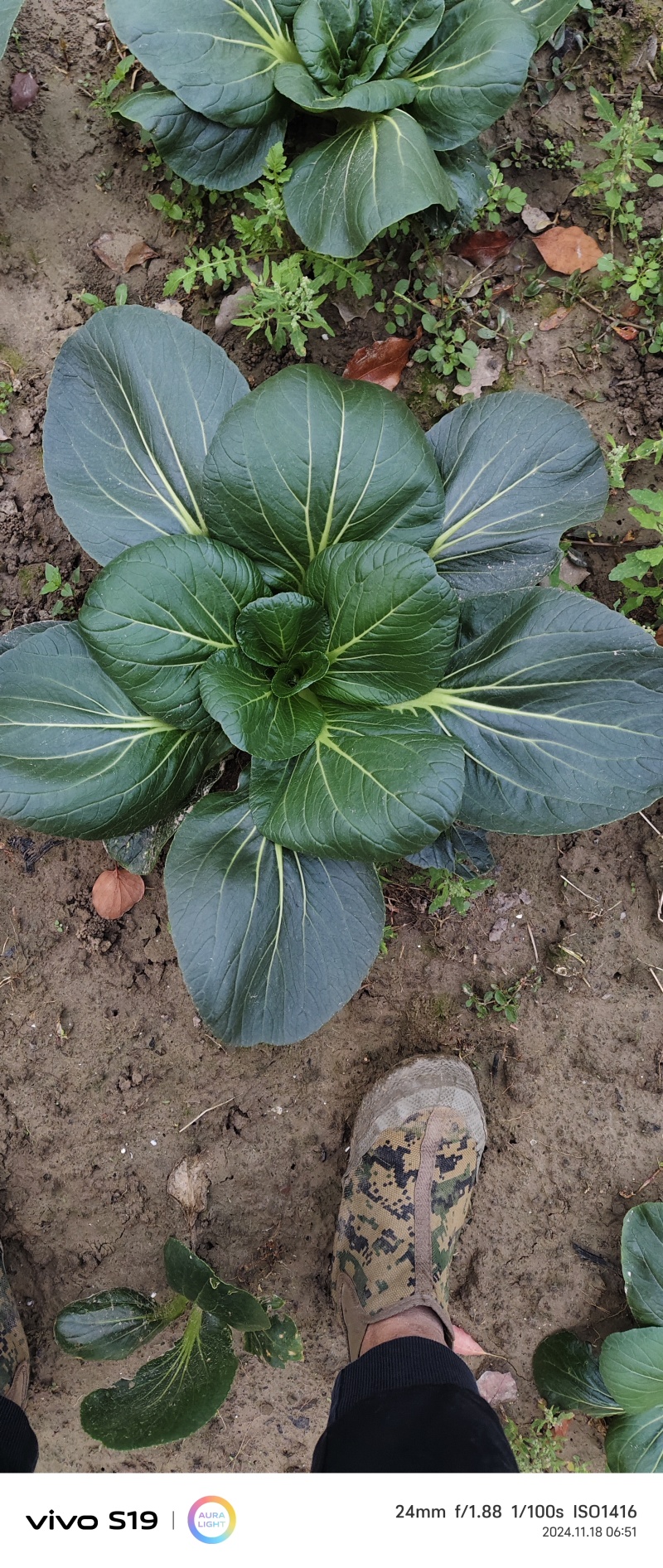 如皋正宗霜冻黑塌菜