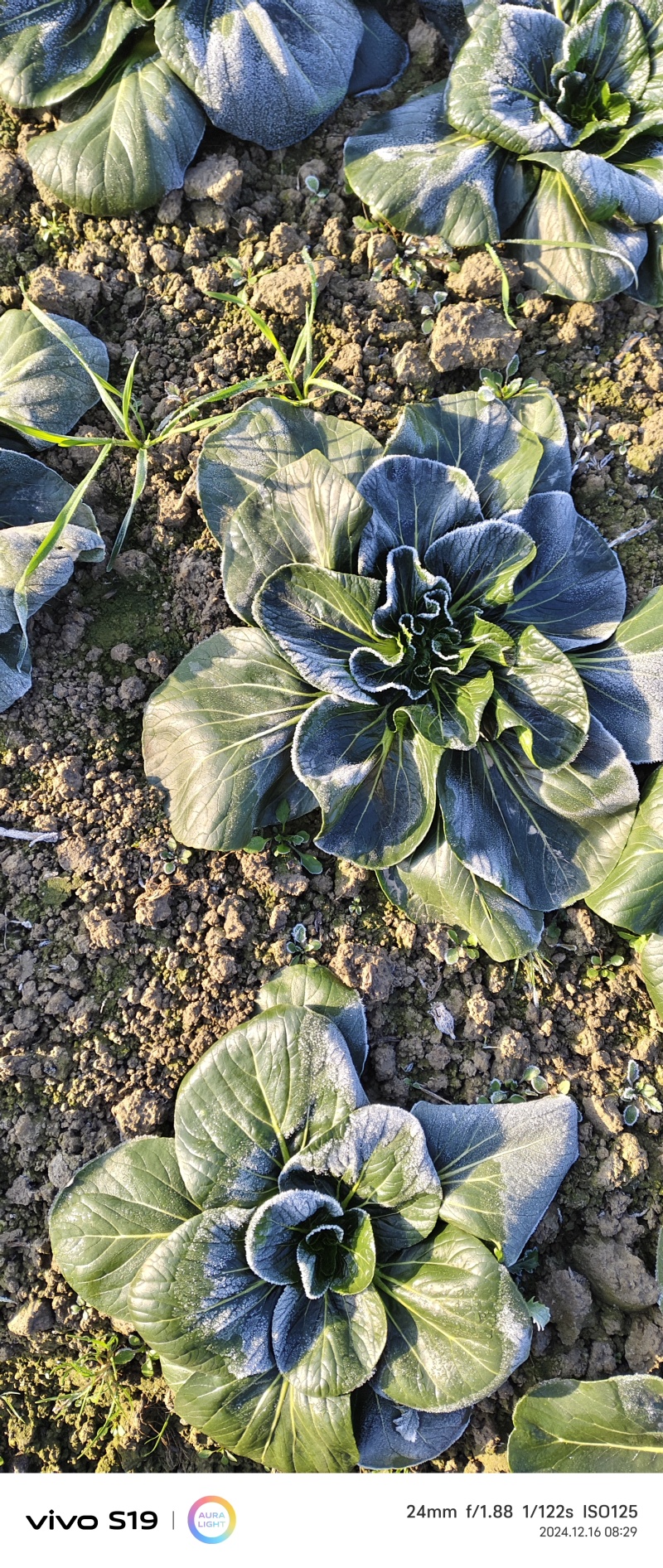 如皋正宗霜冻黑塌菜