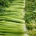 优质芹菜苗基地直供量大从优包技术指导欢迎来电咨询