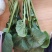 黑苔菜