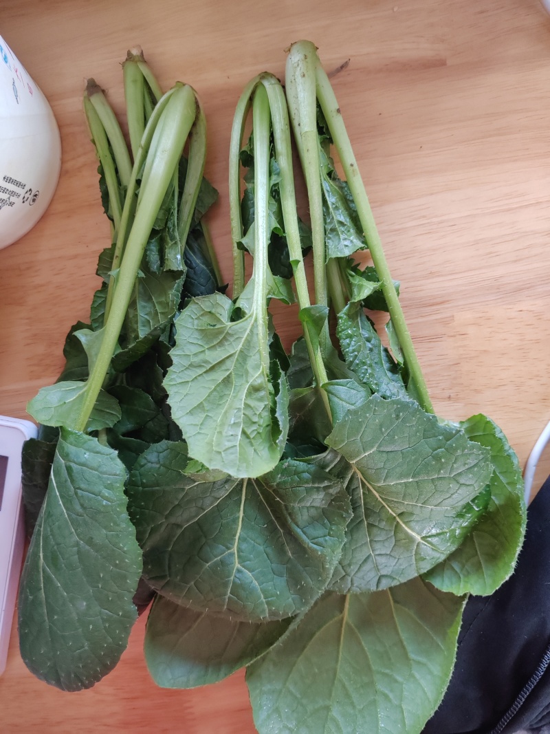 黑苔菜
