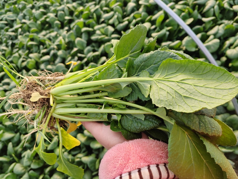 黑苔菜
