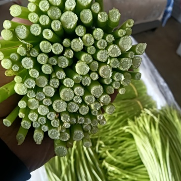云南精品芦蒿种植批发