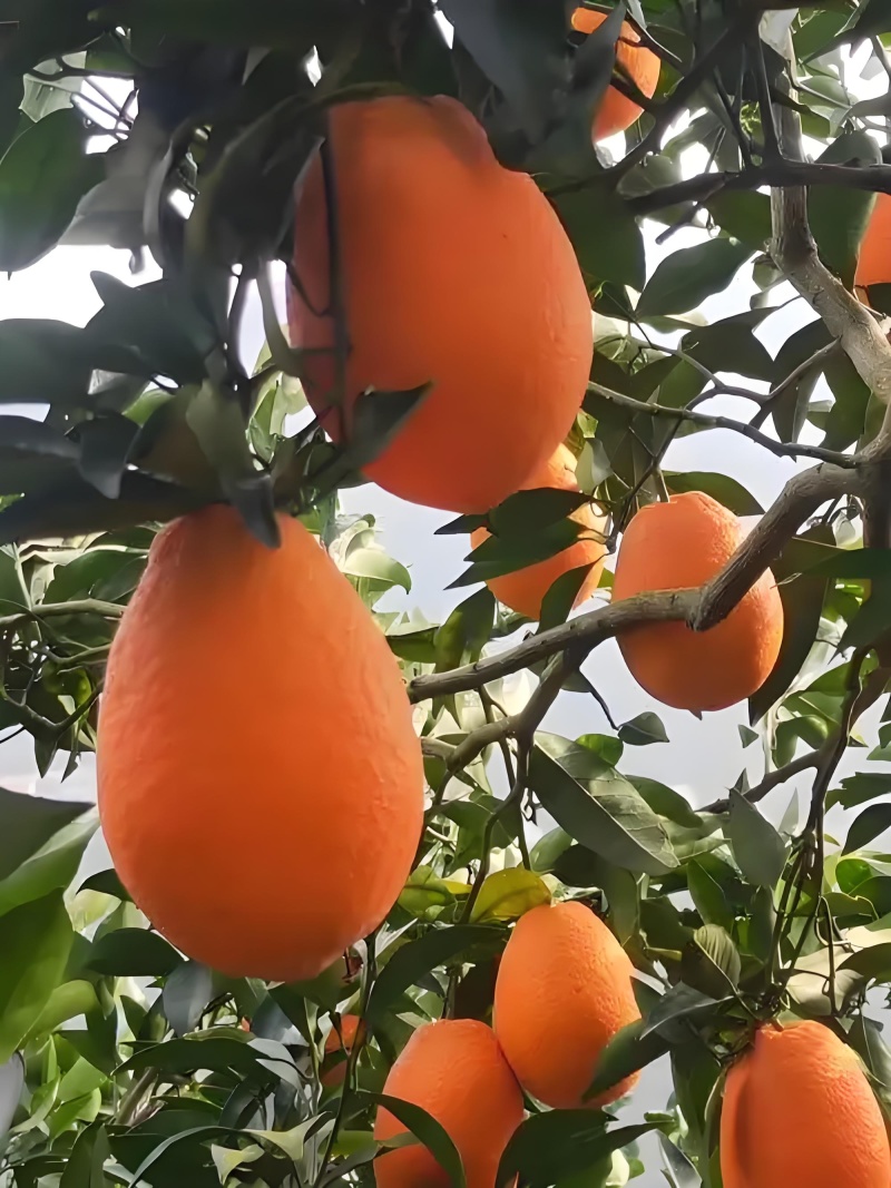 橙子精品长虹脐橙火红色口感好大果园看货现摘现发