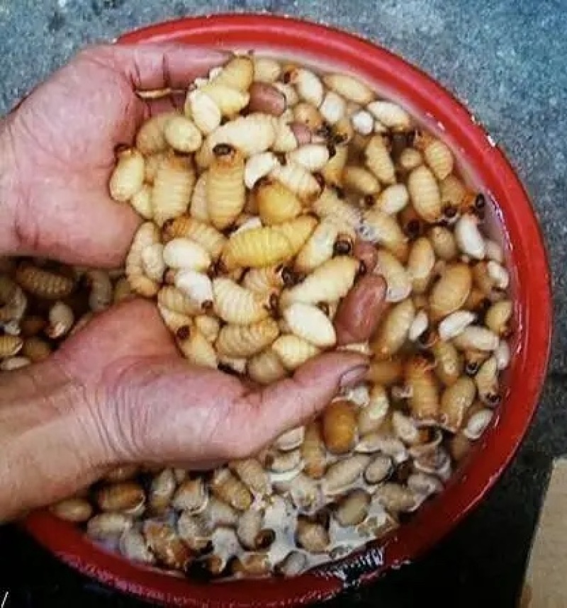 竹虫规格456789克，先了解后下单哦，长期合作，诚信经营