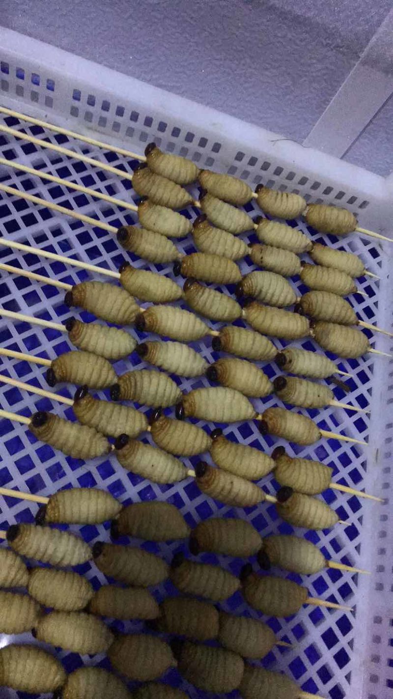 竹虫规格456789克，先了解后下单哦，长期合作，诚信经营
