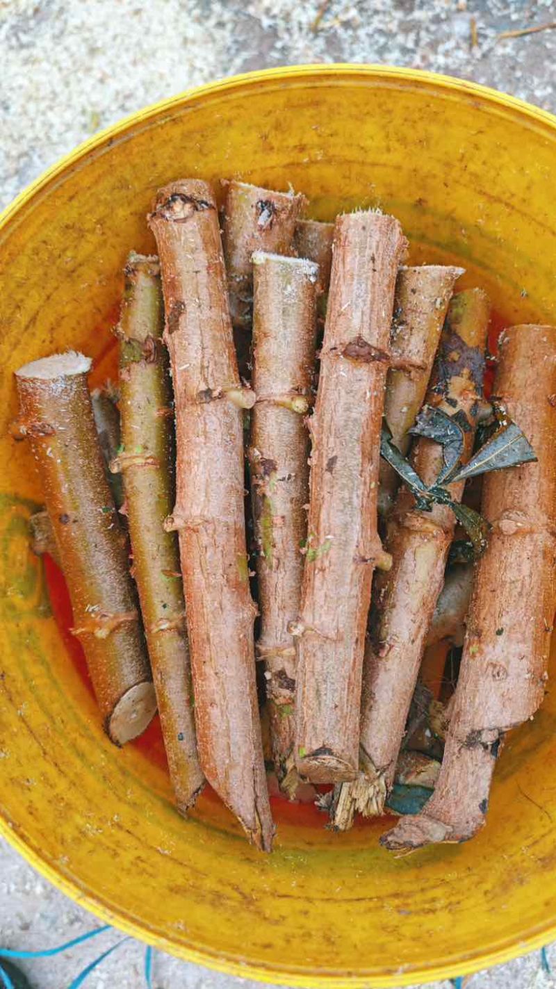 黄肉木薯种苗。黄金木薯苗新鲜采挖，现切现发发芽快产量高