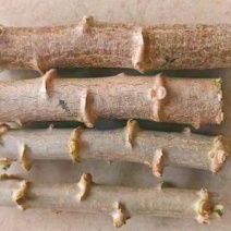 黄肉木薯种苗。黄金木薯苗新鲜采挖，现切现发发芽快产量高