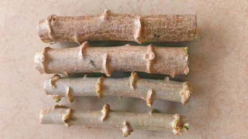 黄肉木薯种苗。黄金木薯苗新鲜采挖，现切现发发芽快产量高