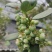 蓝莓