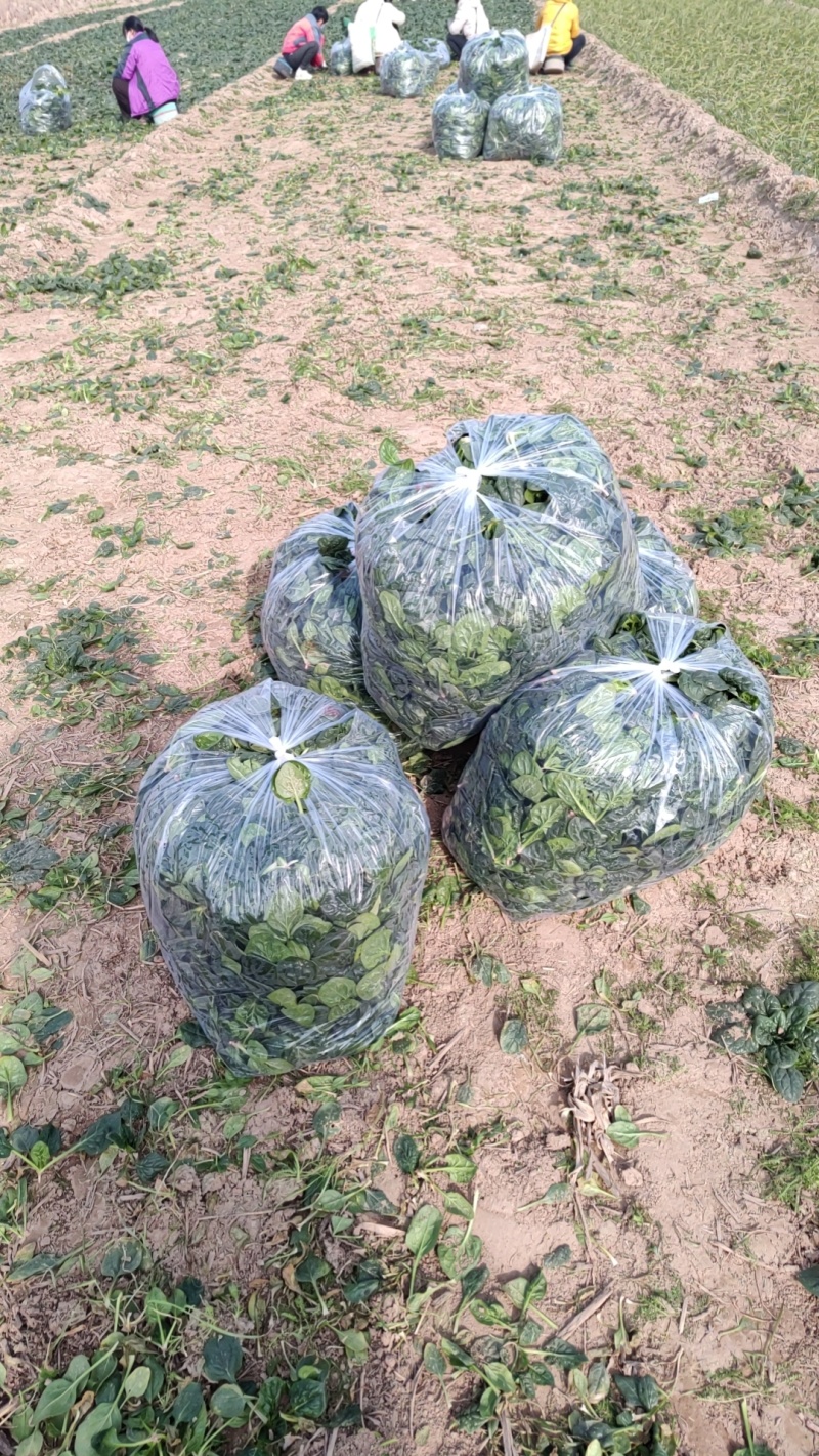 开封杞县趴地菠菜