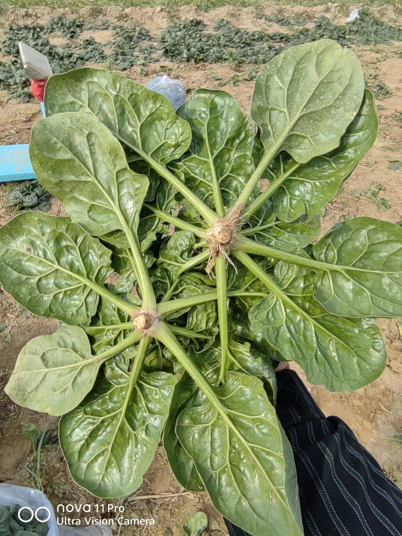 开封杞县趴地菠菜