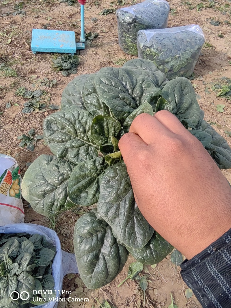 开封杞县趴地菠菜