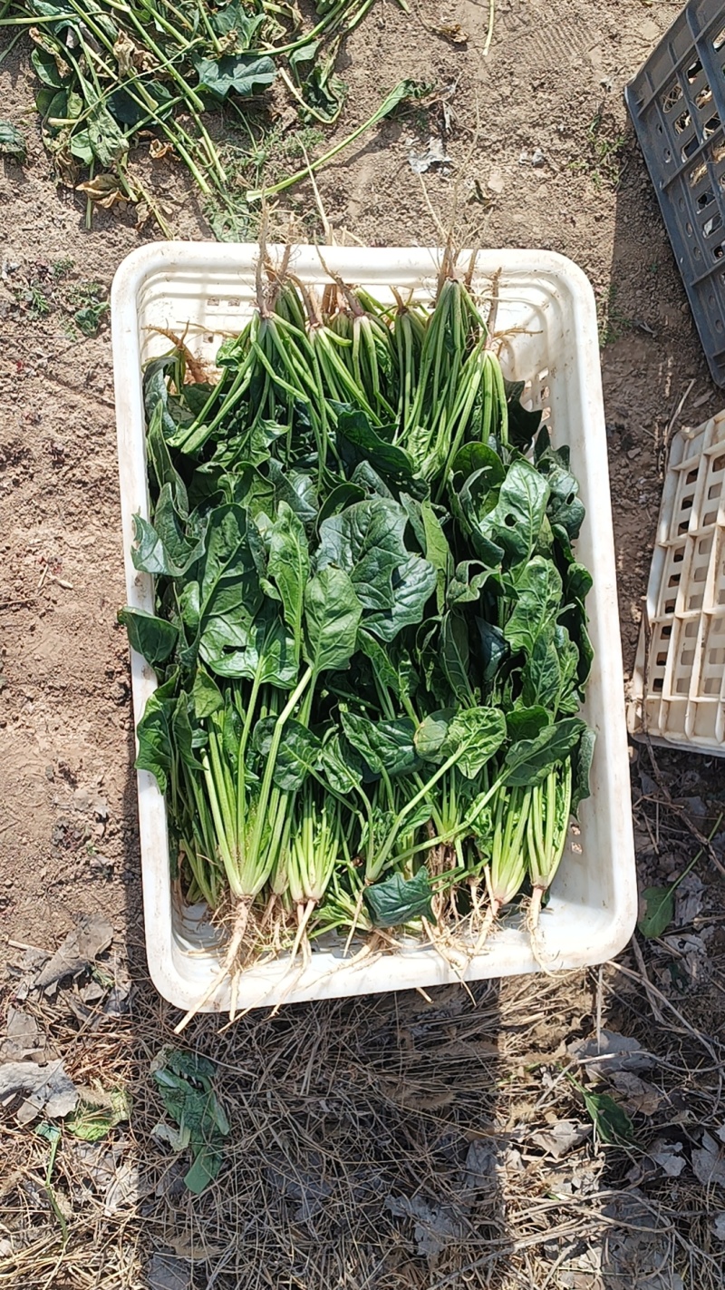 阜阳市颍泉区菠菜***********