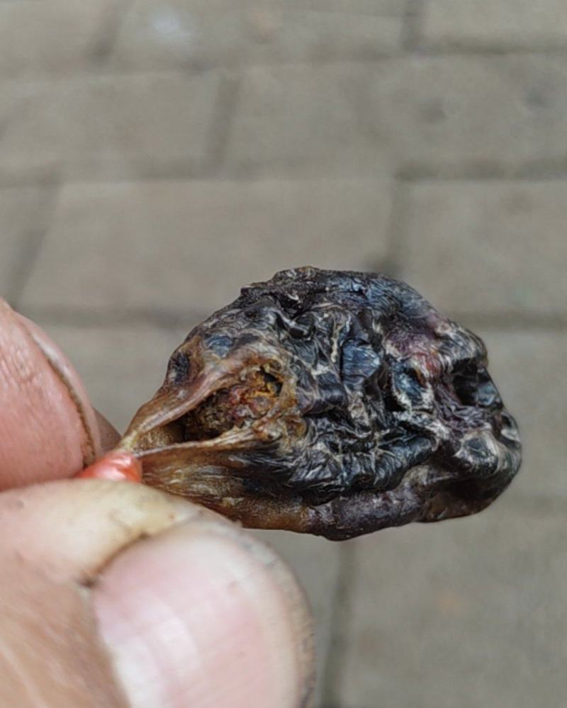 猪胆结石