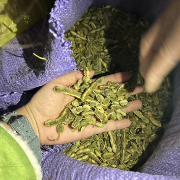 卖槐角有需要联系