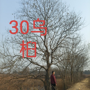 地径37公分乌桕树，0.7米分叉，大杆24.小杆17公分