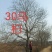 地径37公分乌桕树，0.7米分叉，大杆24.小杆17公分